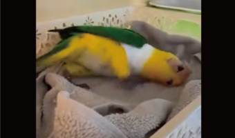 ひとり遊びを楽しむインコ。その動きに鳥の概念が崩れる！？「気持ちよさそう」「 休日の自分みたい」