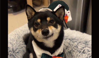 何か企んでいる?不敵な笑みを浮かべる柴犬に「なにをイタズラしようかしら〜なんて」「柴犬の悪だくみ顔、反則級のかわいさ」
