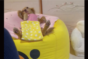 やり取りが漫才みたい！しっぽをブンブン振るミニチュアダックスフンドとのやり取りに反響