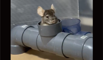 パイプのトンネルで遊ぶチンチラ。出たり入ったりする姿は楽しそうだし、かわいすぎる！