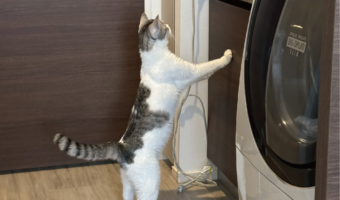 ネコの背中にもう一匹ネコがいる?不思議な模様が話題に!「子猫が抱きついてるみたい」