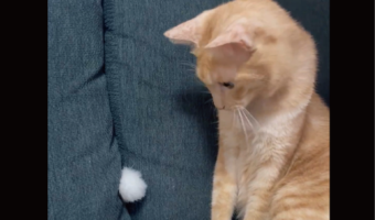 不思議そうに首をかしげるネコ。背もたれから出てるホワホワを見つめる姿がかわいすぎる！「猫の手だと思ってるのかな」「かわいすぎる」