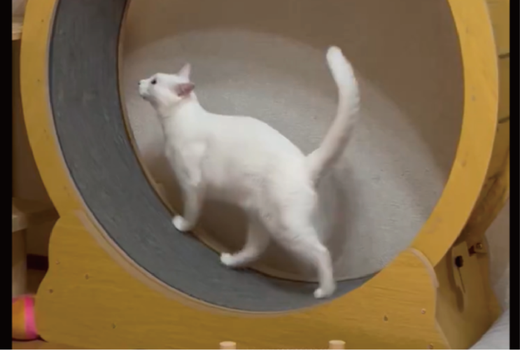 ネコがキャットホイールを走る！走る！！美しい一連の所作に「走るフォームがきれい」「しっぽの下ろし方まで美しい」