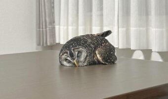 フクロウがコテン！寝転がっているかわいい姿が話題に「寝落ちしたのかな？」「野性味の無い熟睡度」