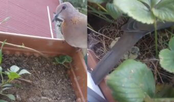 イチゴのプランターに鳩がとまっている!そのプランターの中をよく見るとそこにはかわいいサプライズがありました!!【海外・動画】