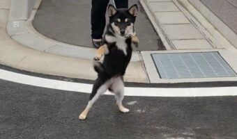 まるでボクサー！？黒柴の立ち姿に「かっこよすぎて惚れました」「前世はボクサー？」