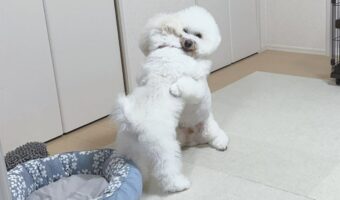 感動の再会!数時間ぶりに会えて喜ぶビションフリーゼたちのハグが話題に!「熱い抱擁」「相撲取ってんのかと思った」