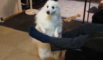 スピッツによる『もぞもぞダンス』。足を差し出すと始まるダンスに反響「キーボード弾いてるみたい」「めーっちゃかわいいですね！」