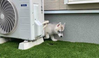 小さい頃は室外機の裏に入ることができたけれど・・。ハスキー犬の成長がわかるビフォーアフターの写真が話題に