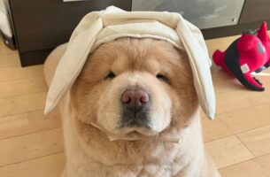 チャウチャウがうさぎの耳が付いた帽子を被ったら・・「僕ぬいぐるみな気分」「三蔵法師にも見える不思議」