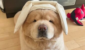 チャウチャウがうさぎの耳が付いた帽子を被ったら・・「僕ぬいぐるみな気分」「三蔵法師にも見える不思議」