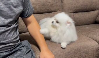 ナデナデしてくれる手が止まると・・。仰向けになってアピールするポメラニアンがかわいすぎる!