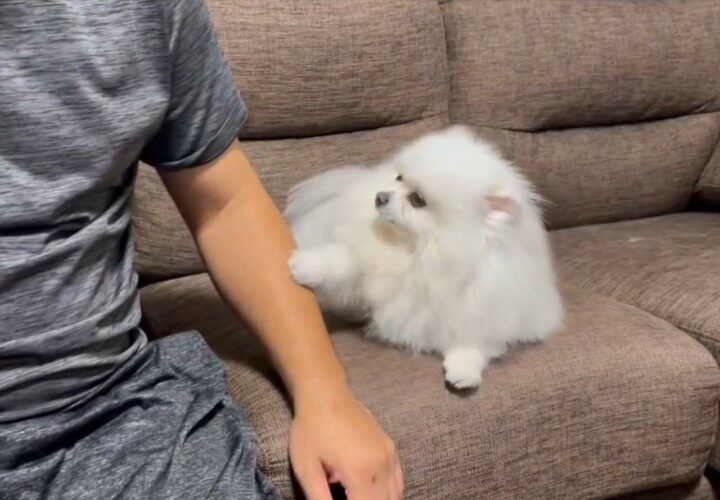 ナデナデしてくれる手が止まると・・。仰向けになってアピールするポメラニアンがかわいすぎる！