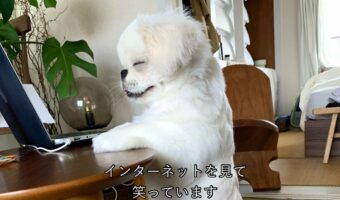 ネットを見て笑ってる？笑顔を浮かべるペキニーズが話題に！「立ったまま寝ていそう」「もしや自分で投稿してる？」