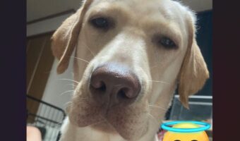 愛犬にかまって欲しいので演技する飼い主さん。必死な姿に向ける愛犬の眼差しに「何か達観してる」「優しい目をしてますね」