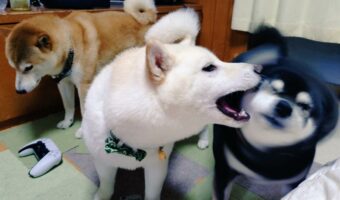 情報量が多い!3色の柴犬たちの様子に反響「赤柴さんの表情に吹いた」「黒柴さんはキレそうですね」