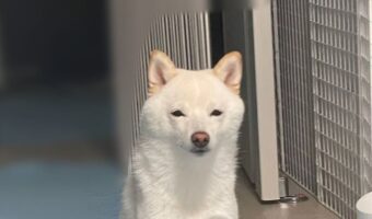 座り方がなんだか変？お座りしている柴犬が話題に！「後ろ足のおさまり具合が・・・」「楽なのかな？」