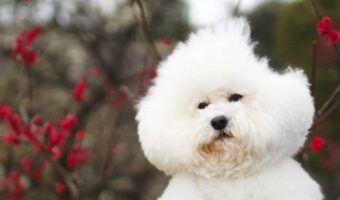 頭が欠けちゃった!?トイプードルのまさかの姿が話題に「かじられてますやん」「リアルアンパンマン」