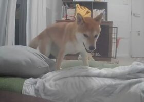 出張中にペットカメラ越しに愛犬の名前を呼んだら・・大はしゃぎ！愛おしい光景が話題に「すぐにでも帰りたくなりますね」