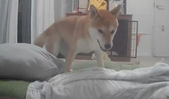 出張中にペットカメラ越しに愛犬の名前を呼んだら・・大はしゃぎ!愛おしい光景が話題に「すぐにでも帰りたくなりますね」