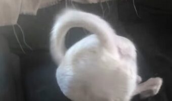 愛犬の豪快過ぎるイタズラ。穴をホリホリしているのは・・ソファ!?【海外・動画】