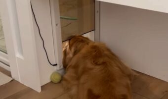 細かいことは気にしない?ゴールデンレトリバーは自動開閉するペットドアが頭に何度当たっても動じない!?【アメリカ・動画】