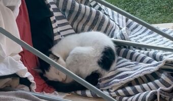 物干しスタンドが倒れてる！？これは洗い直しかと思ったら・・洗濯物をベッドにしているネコの姿が【海外・動画】