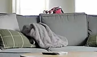 狙ってた?偶然?ソファに寝転がってお昼寝を始めたイヌの体にブランケットがかかった!?【アメリカ・動画】