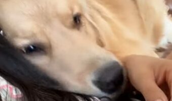 飼い主さんにくっついていたいゴールデンリトリバー。いじらしい姿がかわいすぎる【海外・動画】
