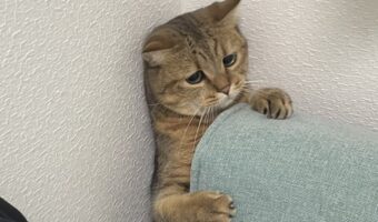 ソファーの隙間から出られない!ネコが絶望してる姿が話題に「この困ったような顔が好き」「模様が眉に見えて絶妙な表情」