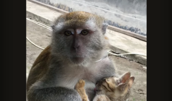 ちょっと変わったサルの親子?サルがだっこする我が子は・・子猫だ!!【海外・動画】