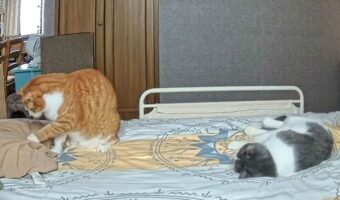 お留守番するネコたち。その過ごし方の違いが趣深いと話題に「枕パシパシがかわいすぎる」「遊ぼうよ~と言ってるみたい」