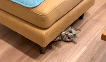 ネコがどこにもいない！？そこで名前を呼んでみたら・・おててと顔を出してくれました！！「呼んだ？という顔してますね」