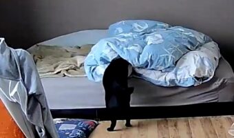 「よっこいせ」という声が聞こえてきそう!布団の入る猫の姿が話題に「いい意味で野生のかけらもない」