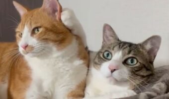 真顔でがっちりガードするも、結局ペロペロされたネコ。2匹の攻防戦に「これぞ舐め猫」「愛が溢れている」