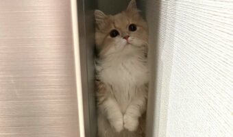 ネコが隙間にすっぽり入っている姿が話題に!「そんなせまい所に」「立ち姿がかわいいです」