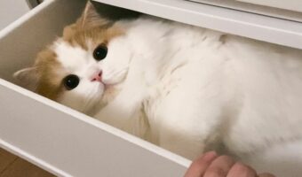 引き出しを開けたらネコがいた!いつの間にか潜り込んでいた姿はまるでタンスの妖精!