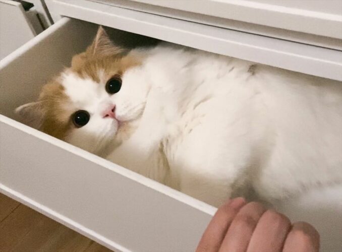引き出しを開けたらネコがいた！いつの間にか潜り込んでいた姿はまるでタンスの妖精！