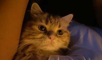 勝ち誇った顔を見せるネコ。同居犬とのパパさんの腕枕争奪戦に勝利して嬉し気な様子に反響「スンとしててかわいい」