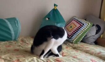 ネコが飛び込みを披露？毛づくろい中に見せた突然のパフォーマンスに「勢いあまって？ 」「こんな奇跡的な瞬間を撮れるなんて」