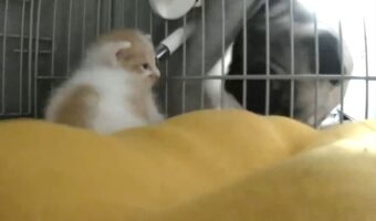 子猫の鳴き声を聞いてパグが駆けつける！母性溢れるワンシーンが話題に「どしたどした？という感じで来ましたね」「母性爆発ですね」