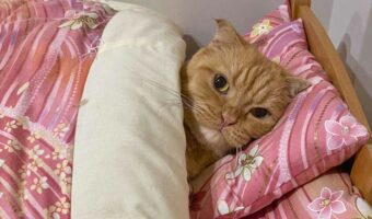 布団から出てくる気配がまったくないネコ。ぬくぬくしているその姿に反響「ゆっくり寝てて」「わかる、わかります」