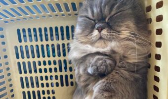 寝ているミヌエットがラッコみたい!かわいすぎる寝姿に「耳が隠れてて本当にラッコちゃんみたい」「おててもかわいい 」