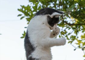 ネコはボクサー！？ファイティングポーズをとる姿が話題に「一発ノックアウトにゃ」「目と手、構えが良い」