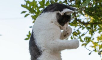 ネコはボクサー！？ファイティングポーズをとる姿が話題に「一発ノックアウトにゃ」「目と手、構えが良い」