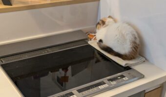 「そこいて何がおもろいん?」キッチンの隅っこに座る猫に「あるあるですね、謎の好きな場所」