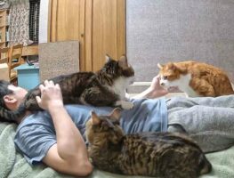 ベッドに寝転んで一休みのはずが・・、なぜかとても忙しい！？その光景に「幸せな忙しさ」「パラダイスですね～」