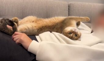 パパさんが大好きすぎるネコ。くつろぐ姿は自分のことを人間だと思っているみたい?「一緒にくつろいでてかわいい」「人間っぽい光景」