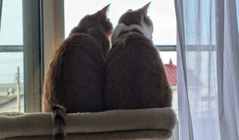 ぴったりくっついて鳥を見ているネコたち。その後ろ姿が話題に「かわいい背中ですね」「心がポカポカします」