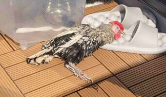 くつろぐニワトリの姿に心配になる！？横になっているのは・・ベランダのサンダルの上！！「こんな寝方するんですね」「初見で見たらおったまげますね」